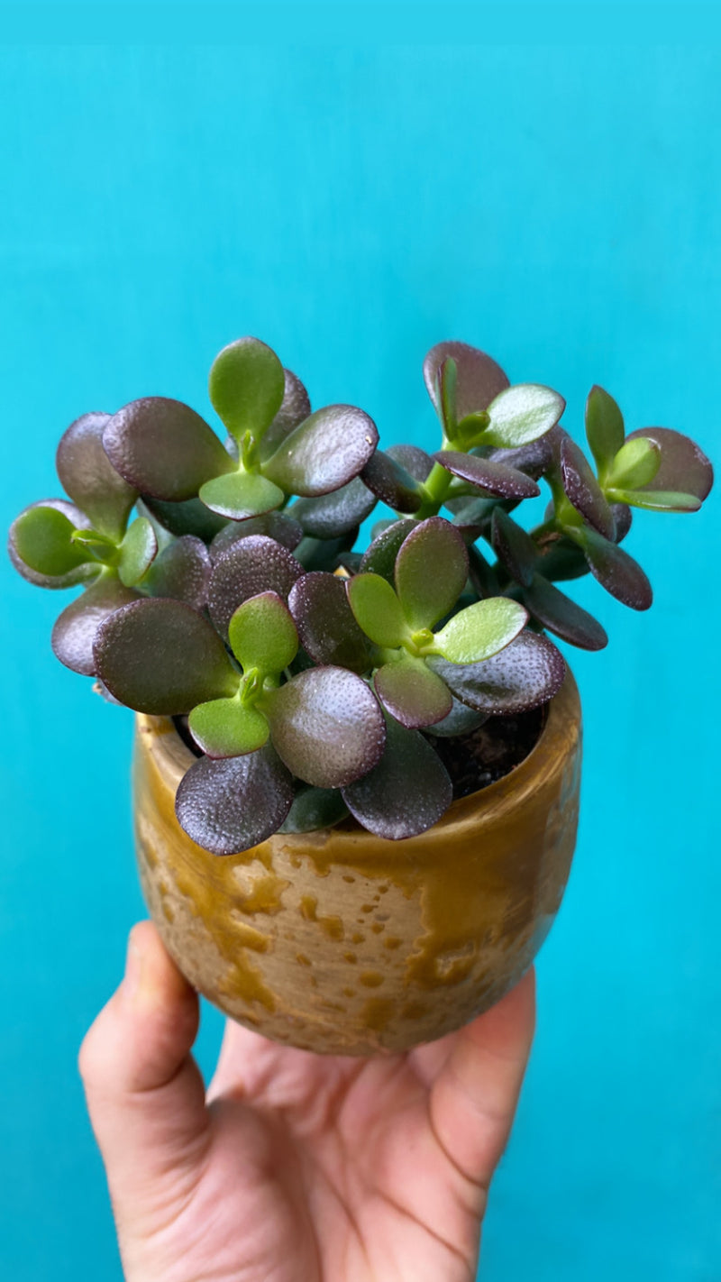 Medium Crassula-1
