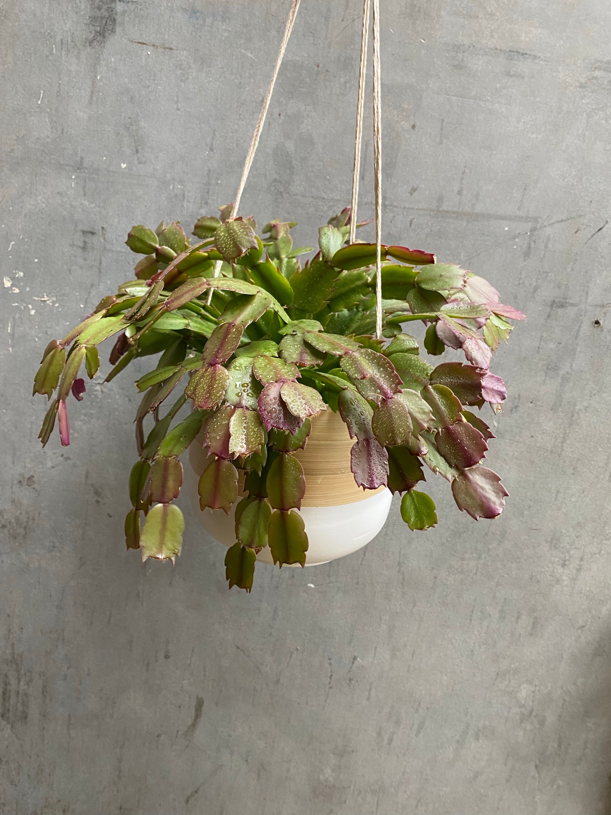 Bamboo Hanging Planter-1