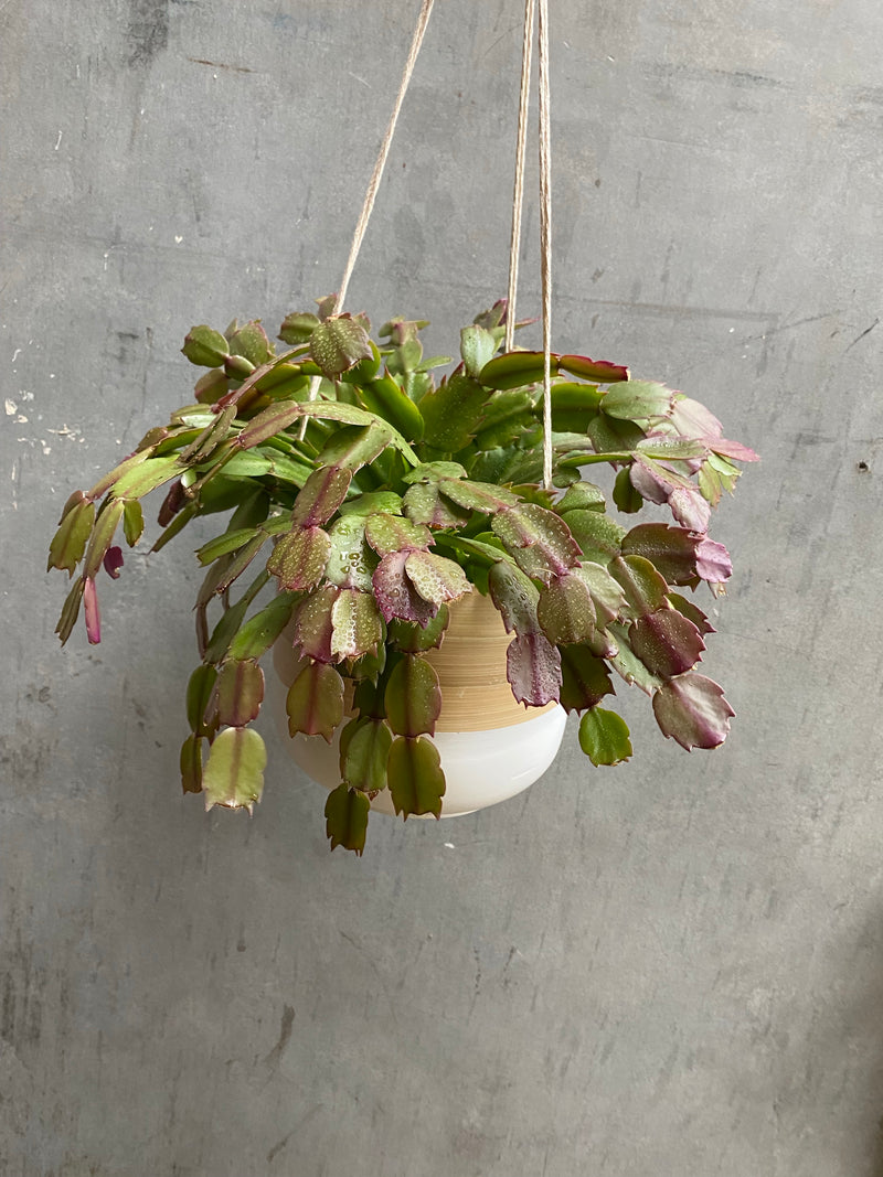 Bamboo Hanging Planter-1