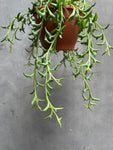 String of Dolphins