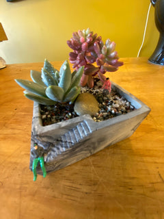 Succulent (Small)-8