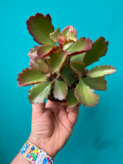 Succulent (Medium)-6
