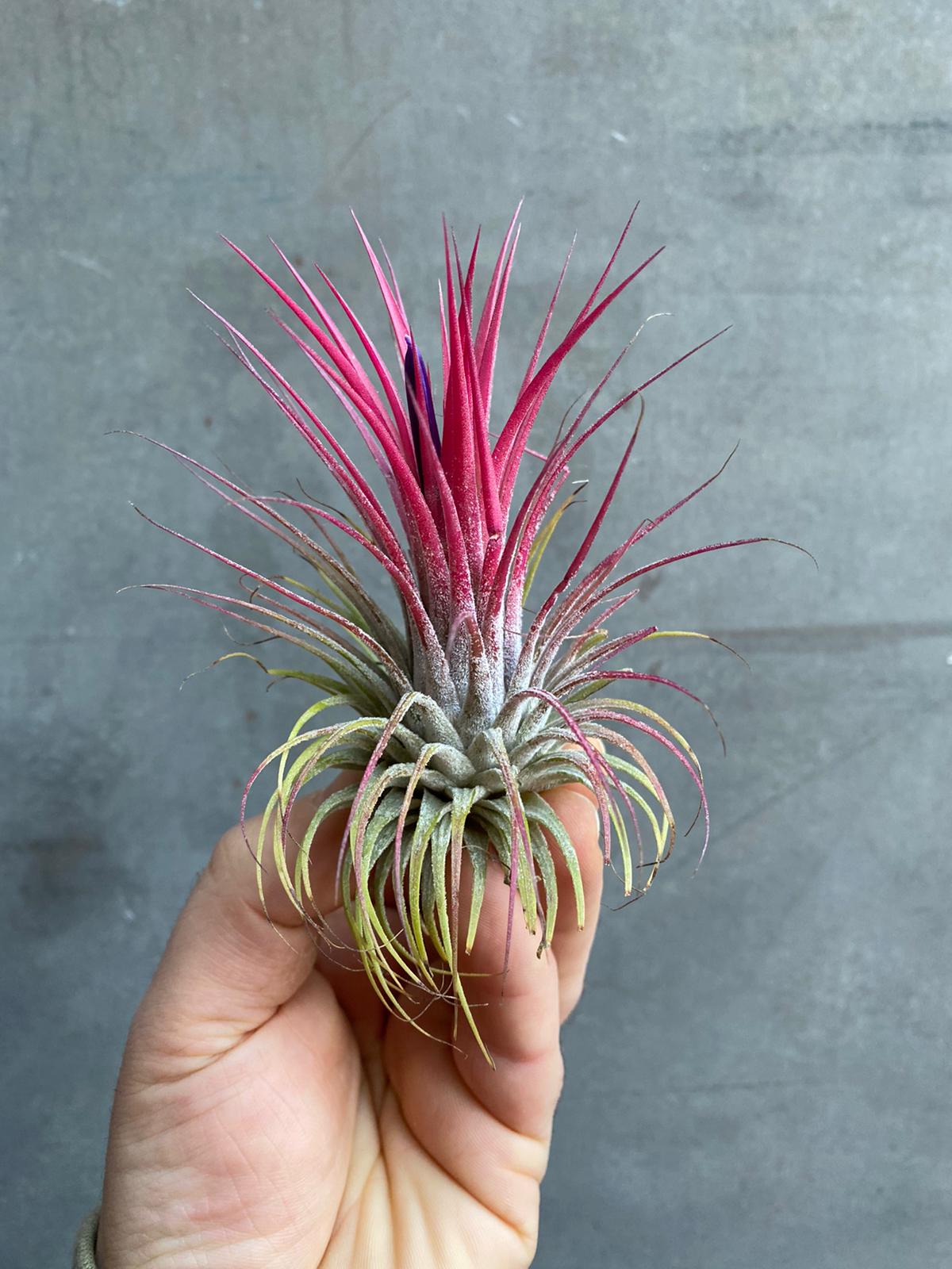 Air Plants (Tillandsia)-1