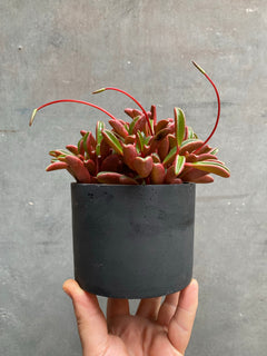 Peperomia Ruby Glow (Graveolens)-3