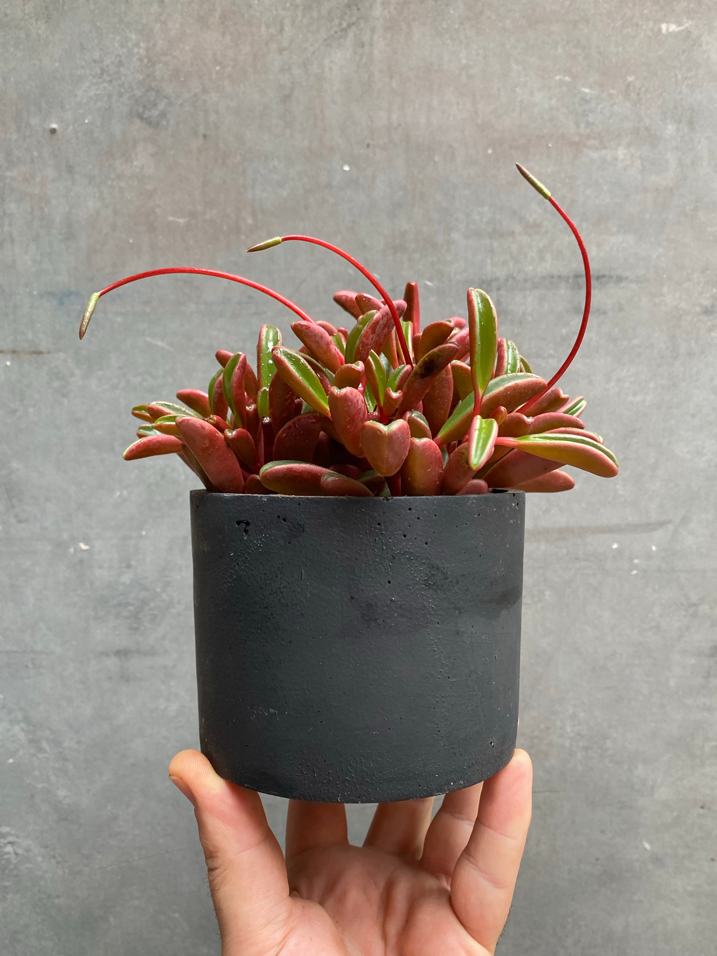 Peperomia Ruby Glow (Graveolens)-3