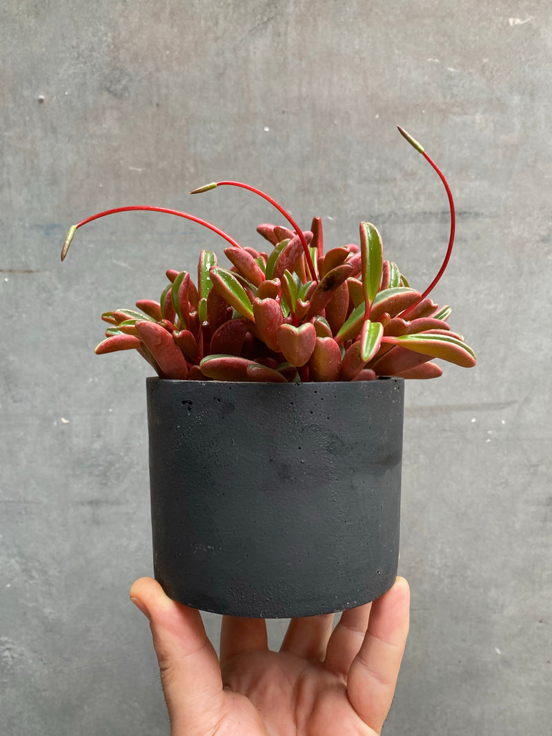 Peperomia Ruby Glow (Graveolens)-3