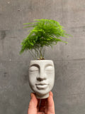 Sleepy Face Planter