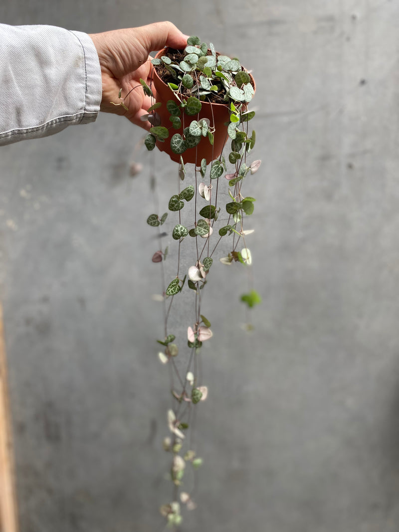 String of Hearts-6