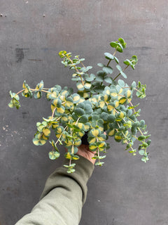 Sedum Plant (aka October plant)-2