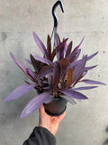 Tradescantia Purple Heart Hanger