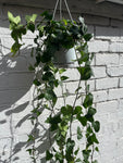English Ivy Hanger