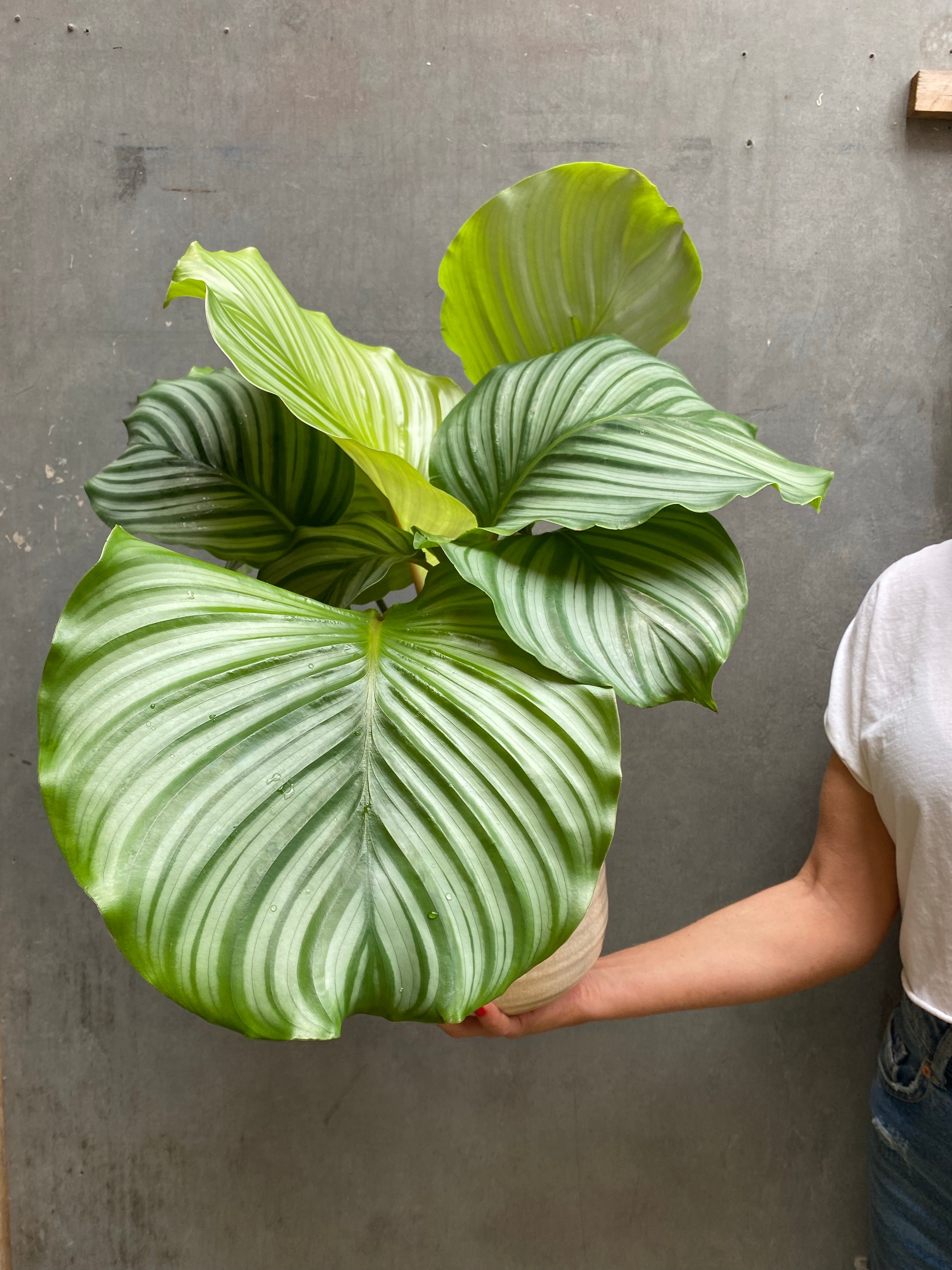 Calathea Orbifolia