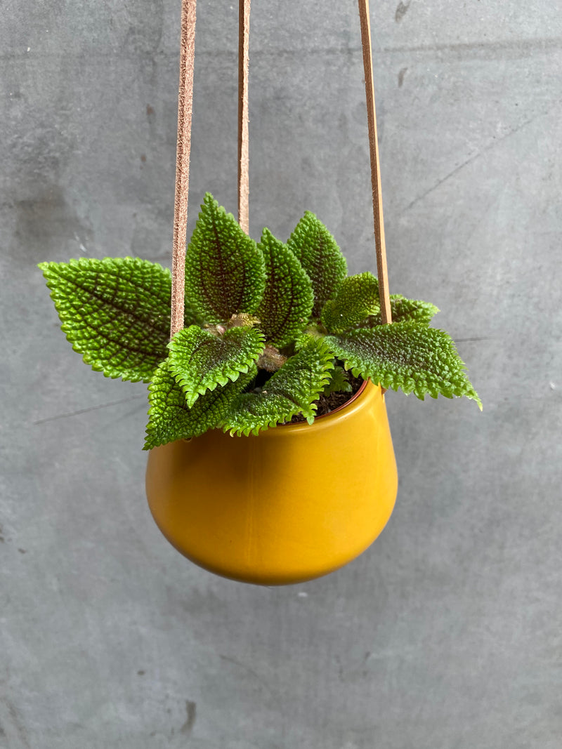 Skittle Hanging Pots (small)-2