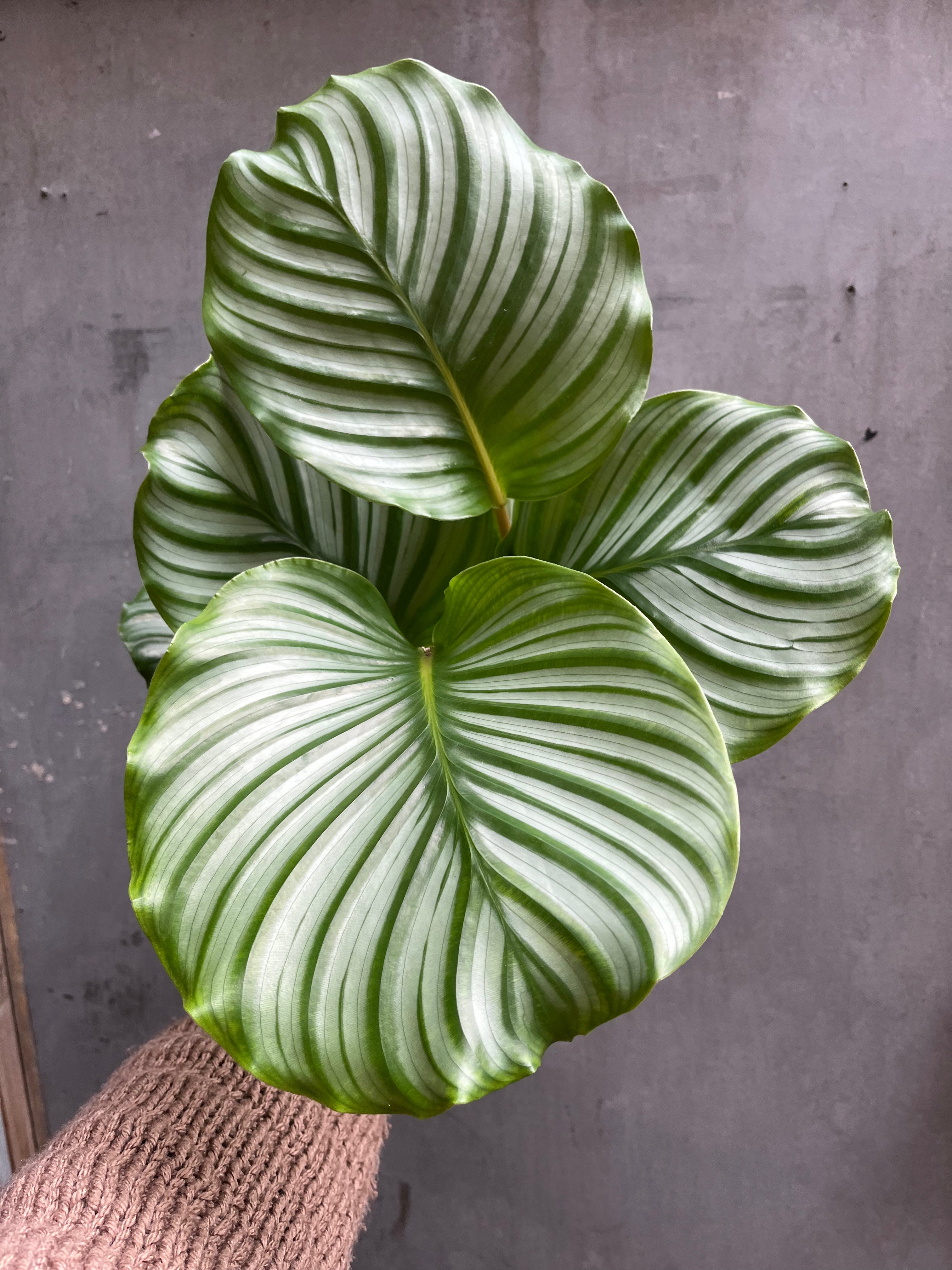 Calathea Orbifolia-3