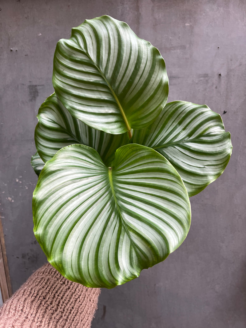 Calathea Orbifolia-3