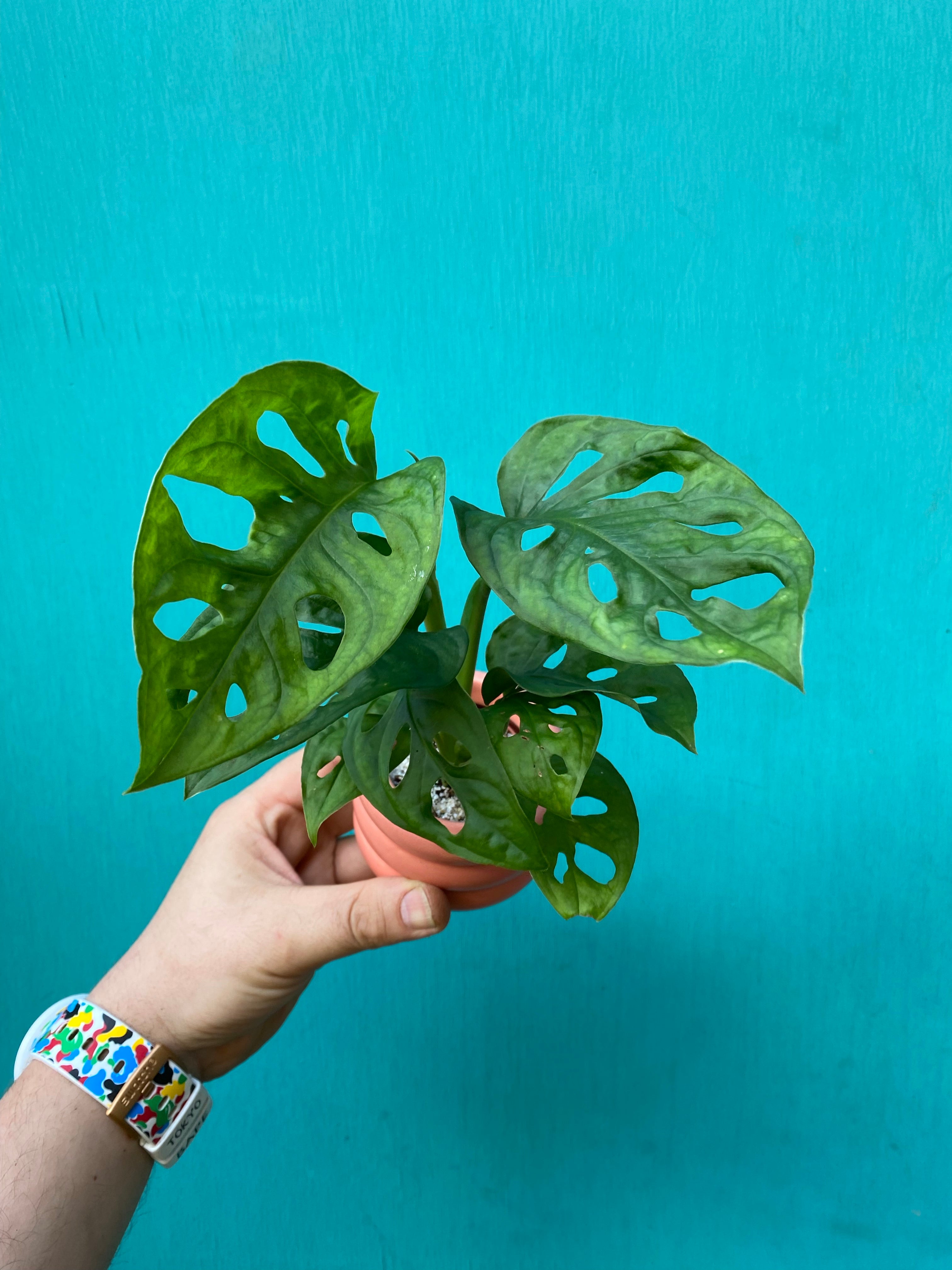 Monkey Leaf Monstera