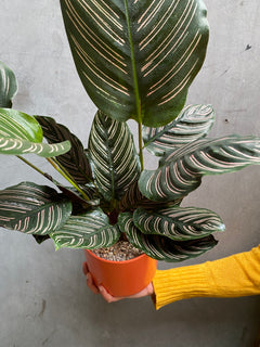 Calathea Sanderiana-1