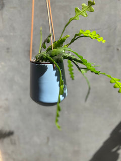 Skittle Hanging Pots (large)-15