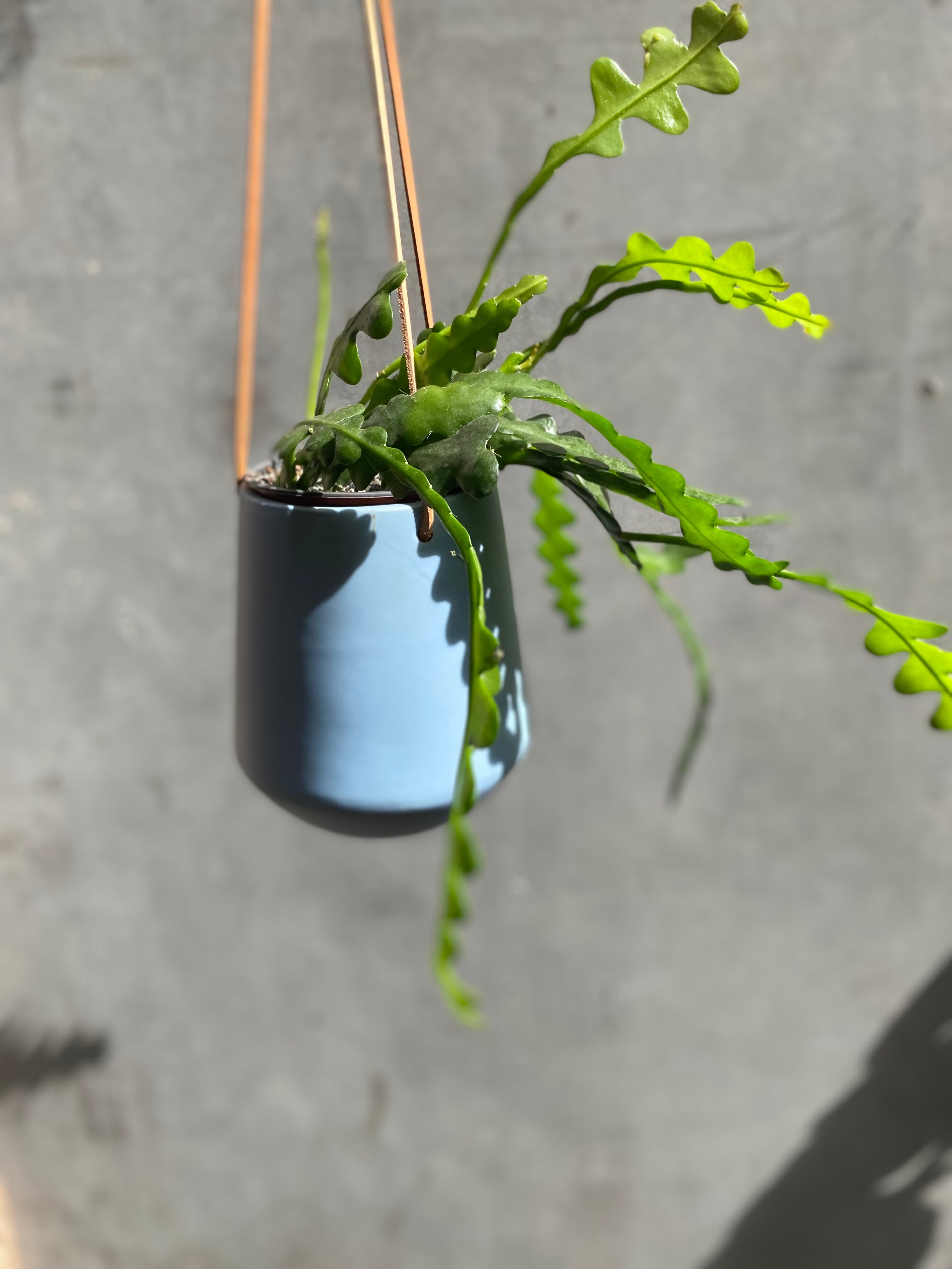 Skittle Hanging Pots (large)-15