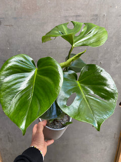 Small Monstera Deliciosa-4
