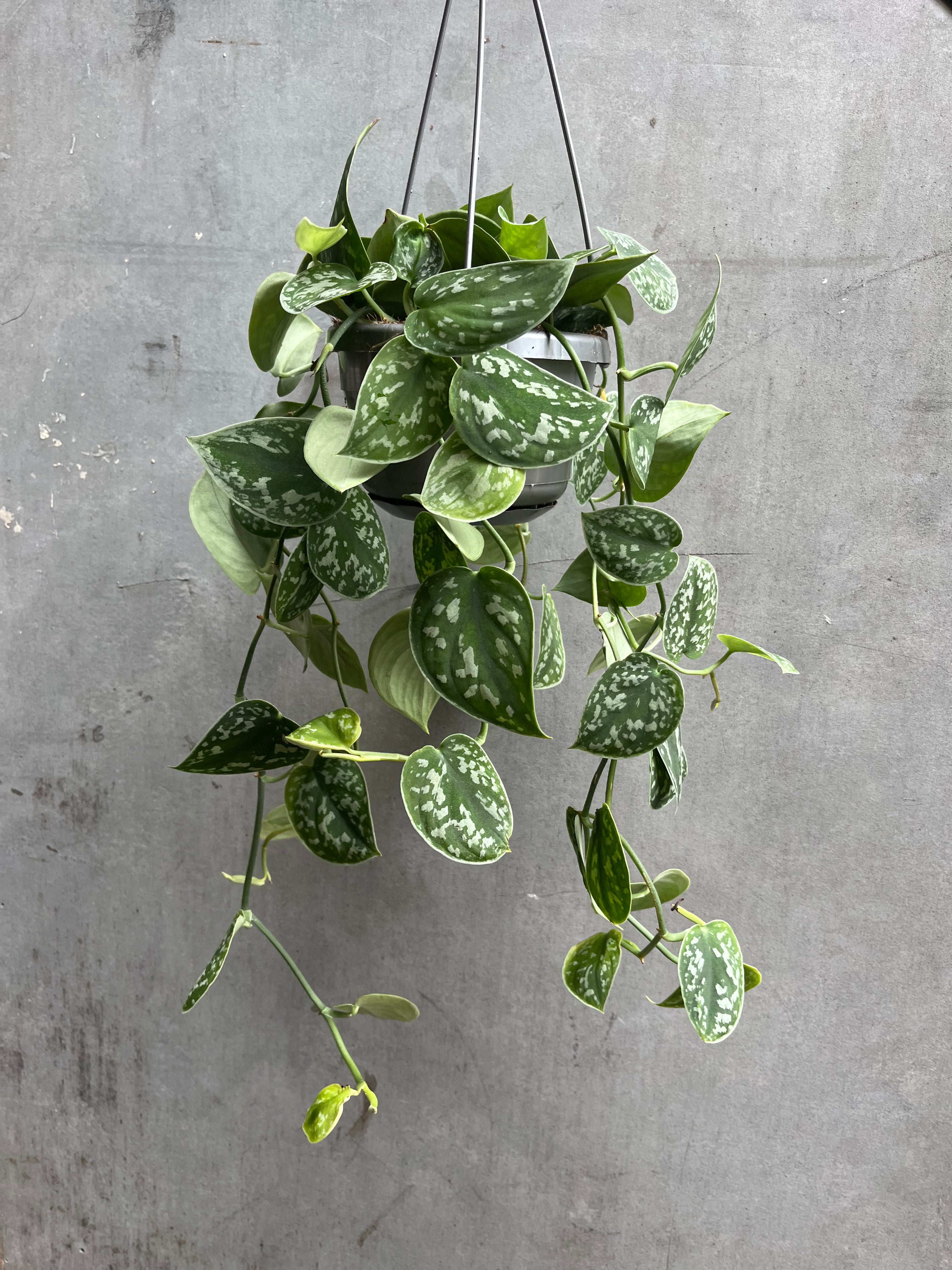 Satin Pothos Hanger-3
