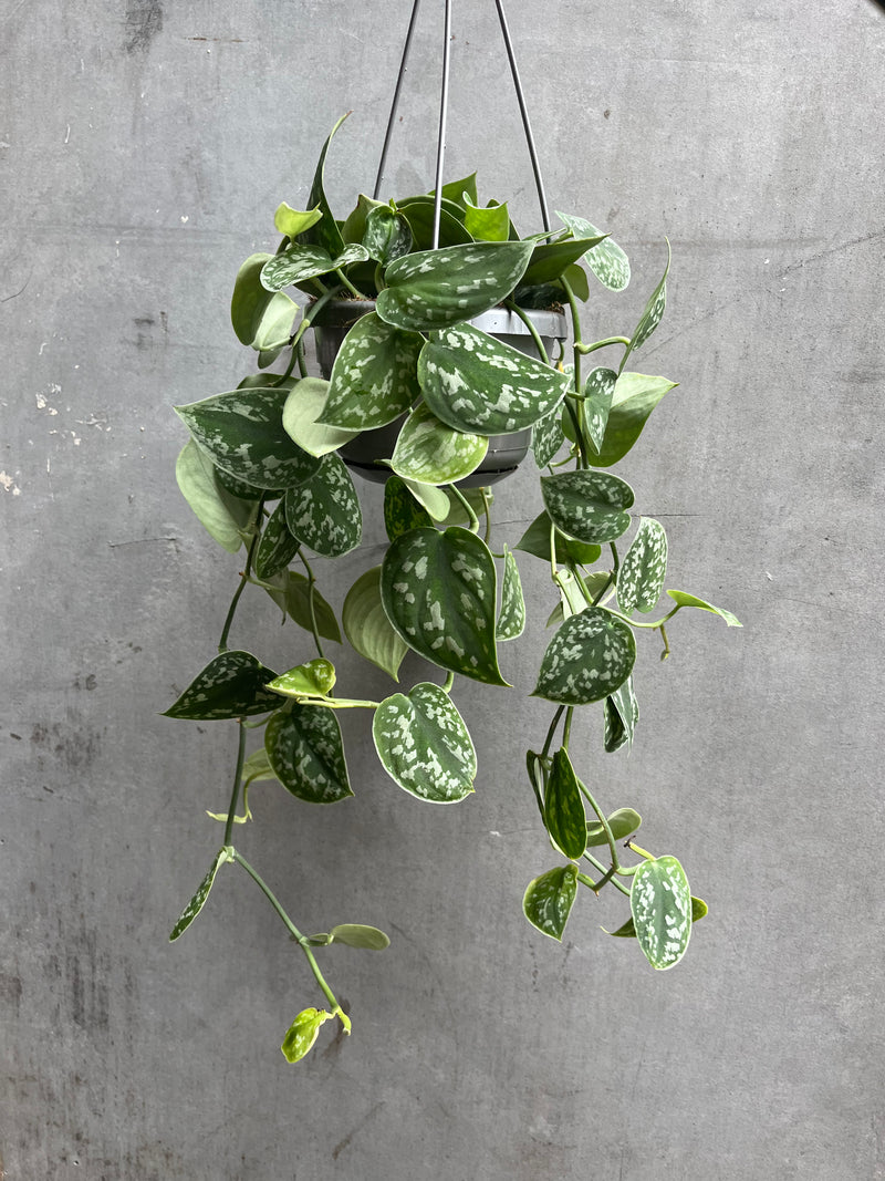 Satin Pothos Hanger-3