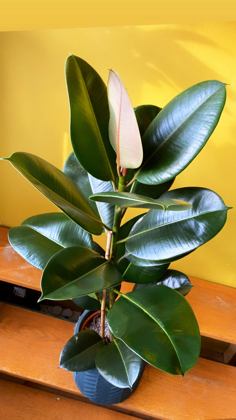 Ficus Robusta-5