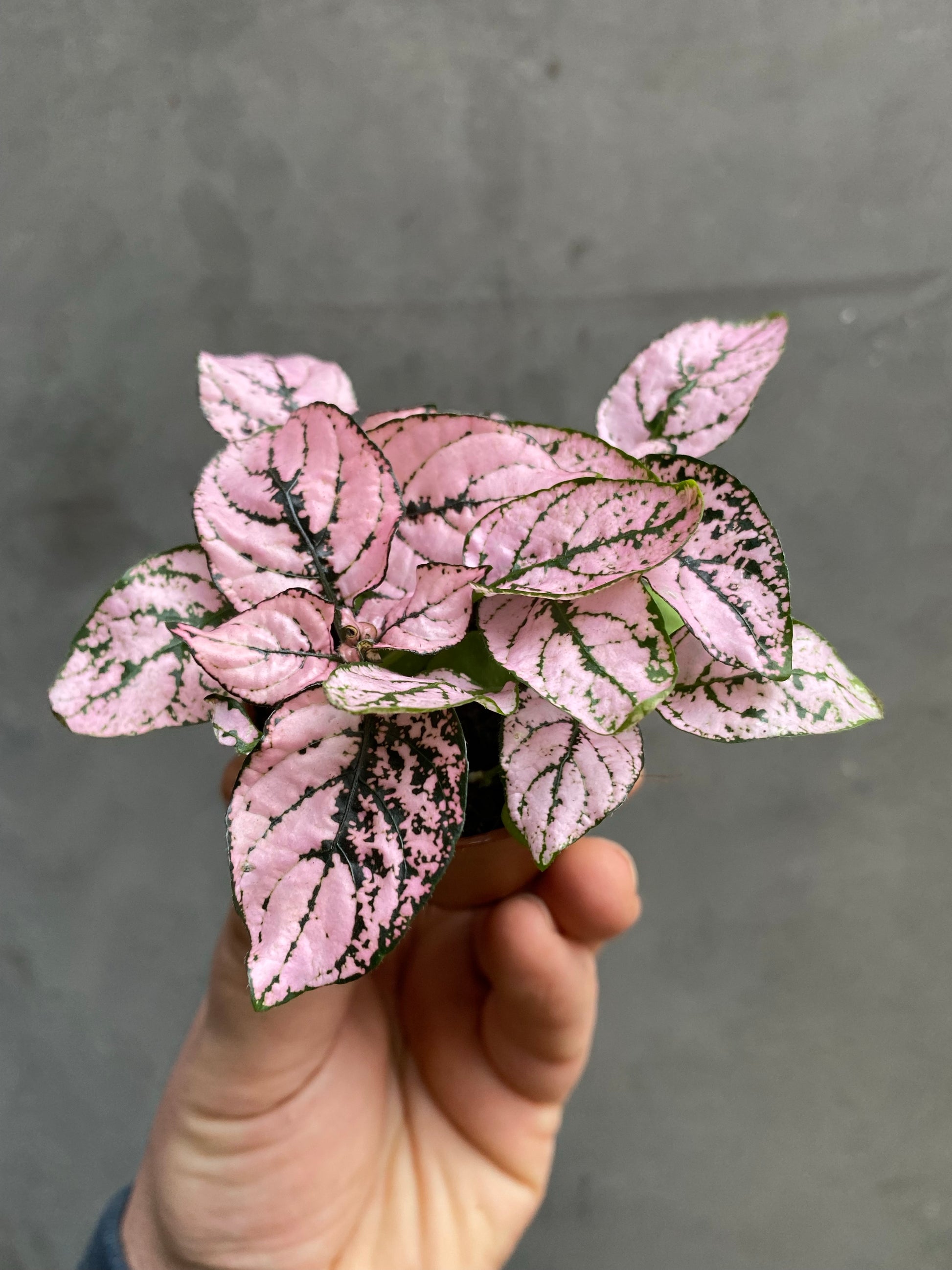 Polka Dot Plant-3