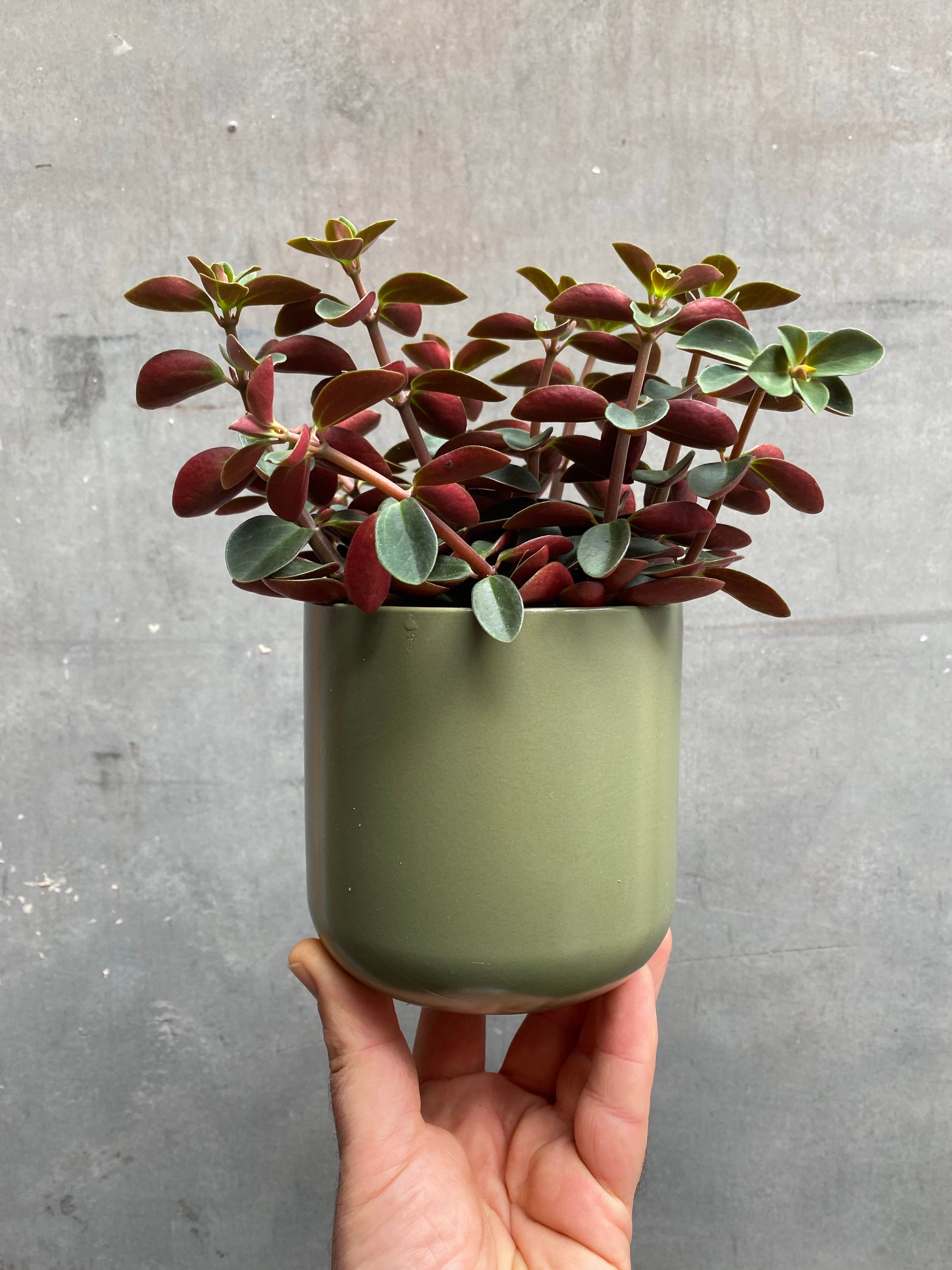 Peperomia Red Log-1