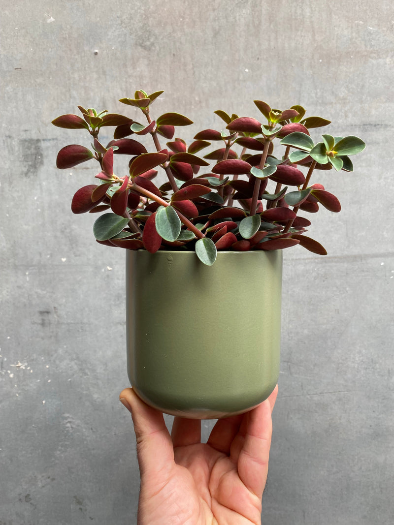 Peperomia Red Log-1