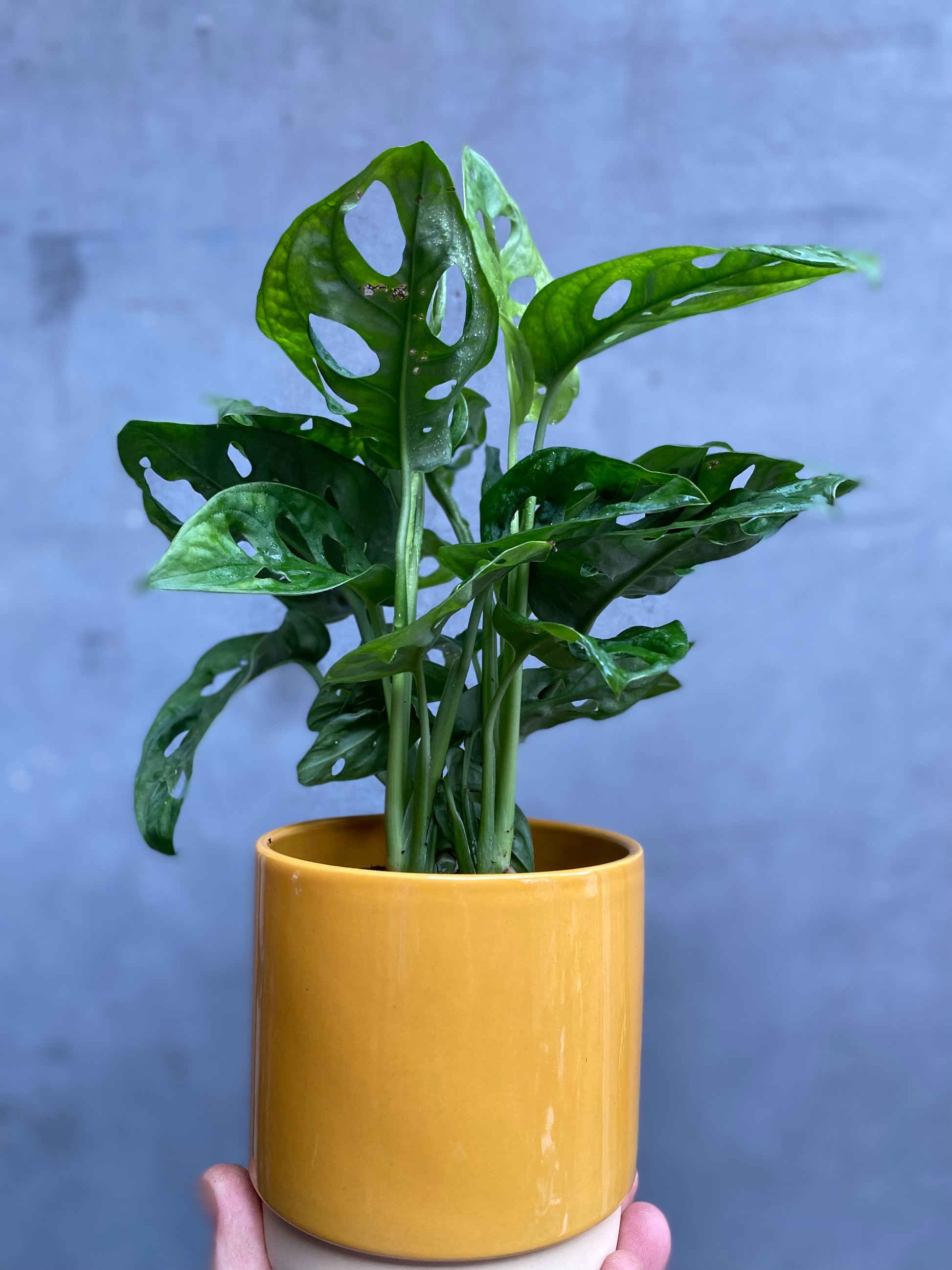 Monstera Adansonii-2
