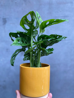 Monstera Adansonii-2