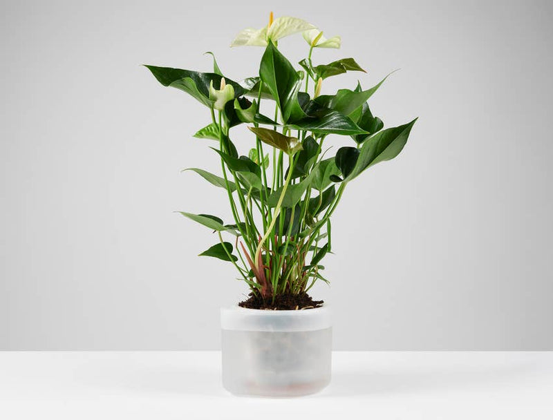 Till Planter - self-watering plant pot - large-2
