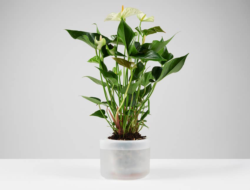 Till Planter - self-watering plant pot - large