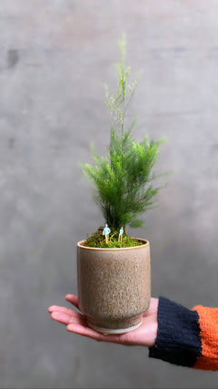 Asparagus Pyramidalis Fern-2