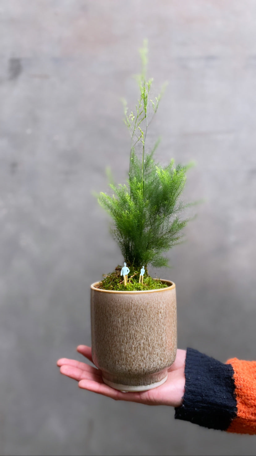 Asparagus Pyramidalis Fern
