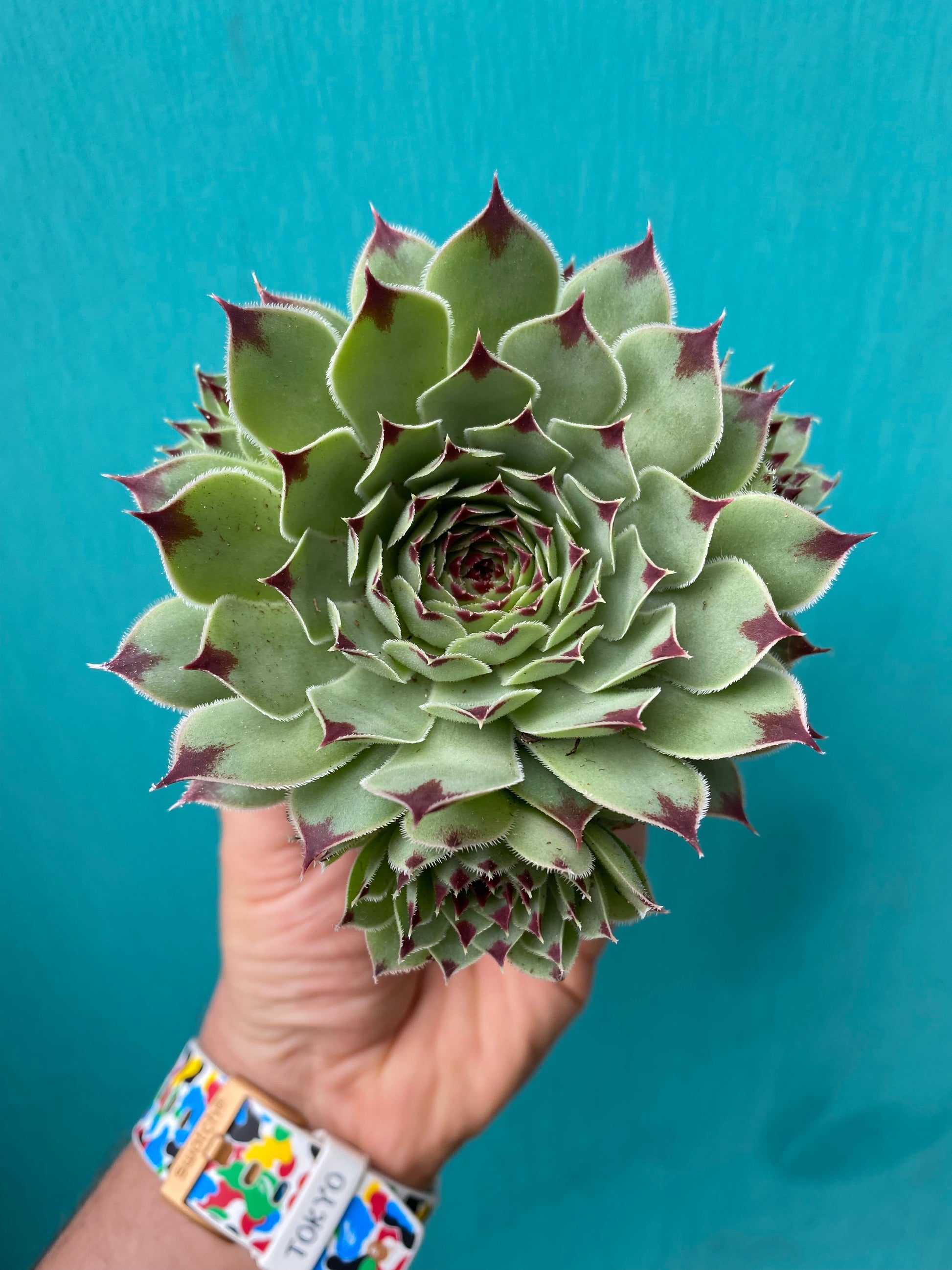 Succulent (Medium)-4