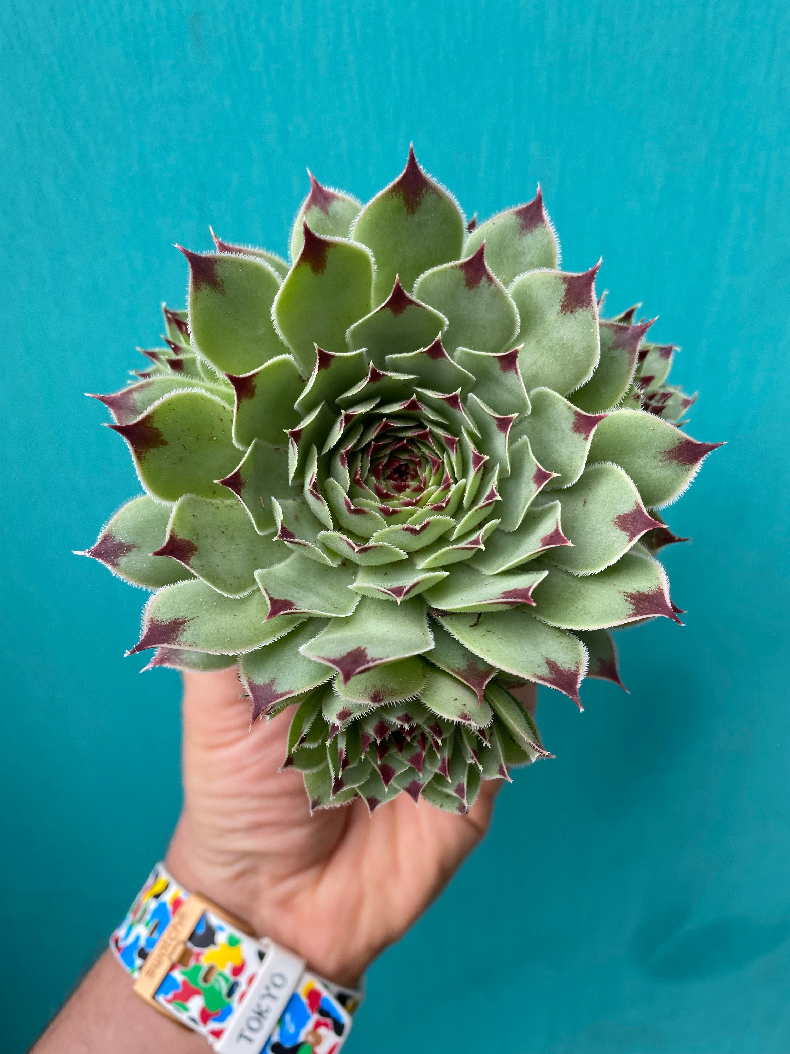 Succulent (Medium)-4