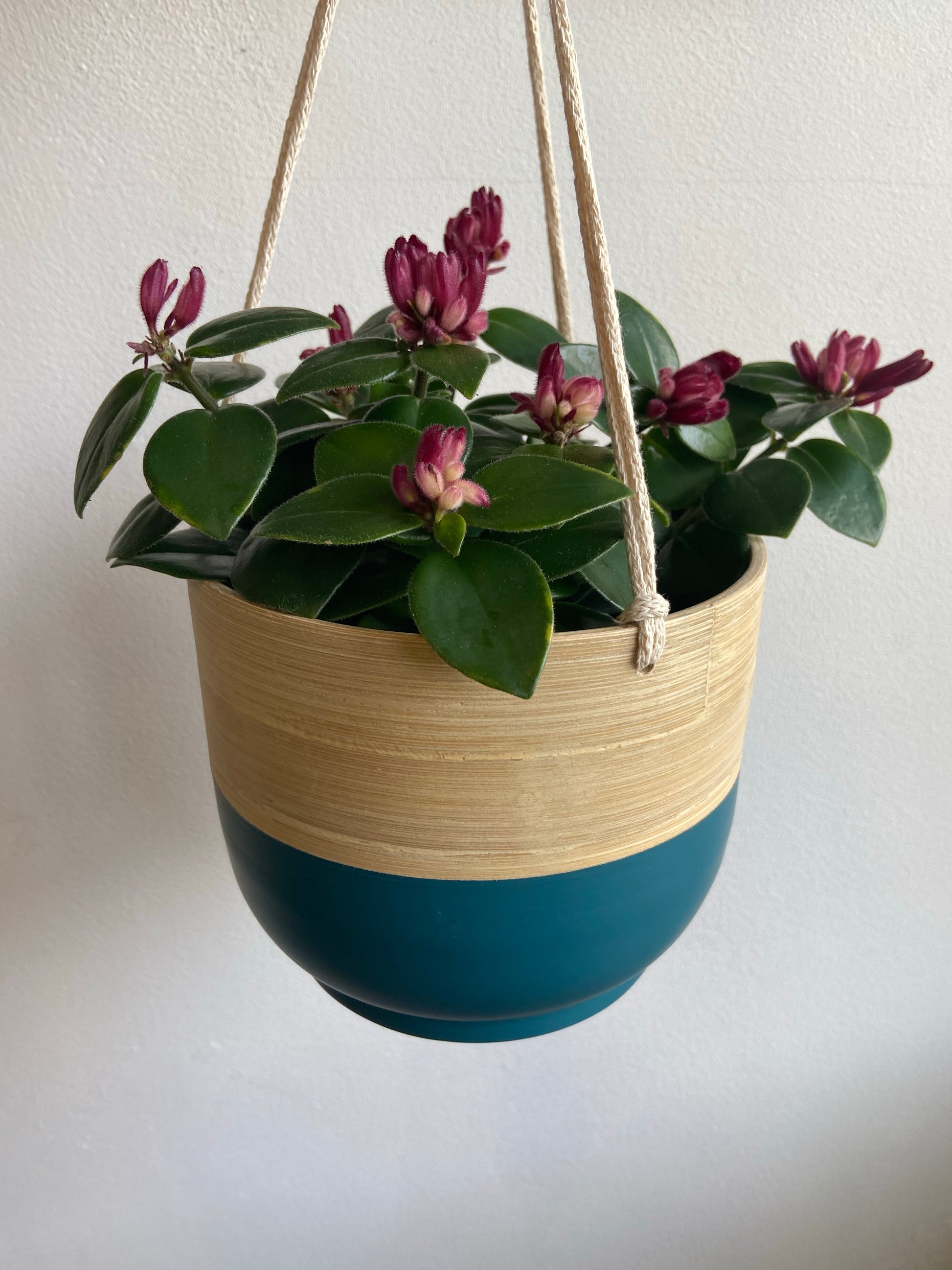 Bamboo Hanging Planter-2