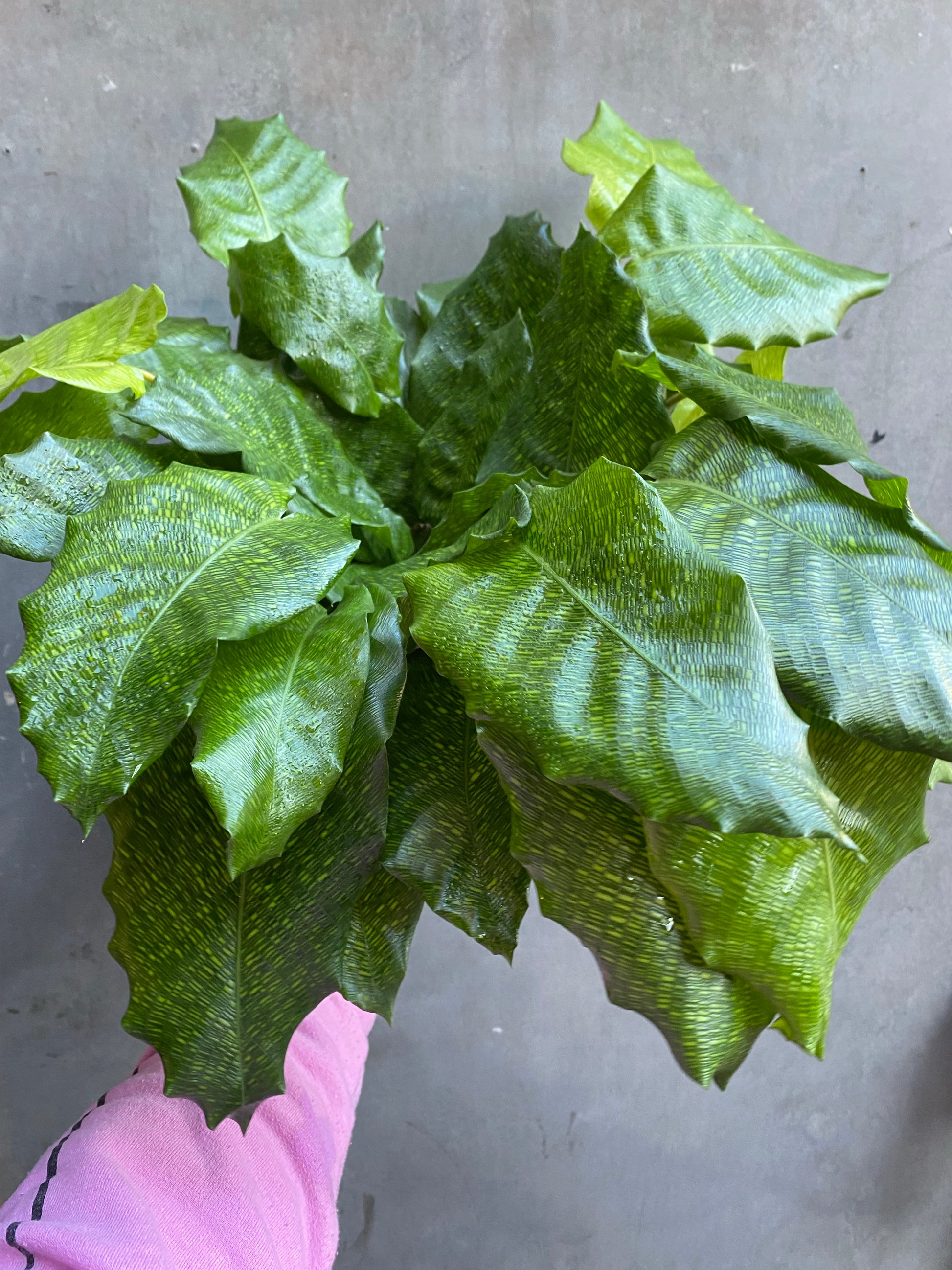 Calathea Network-1