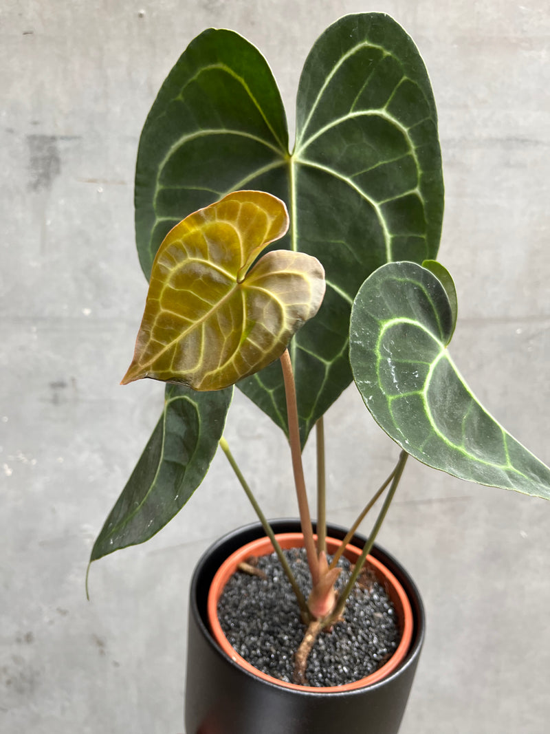 Anthurium Clarinervium-2