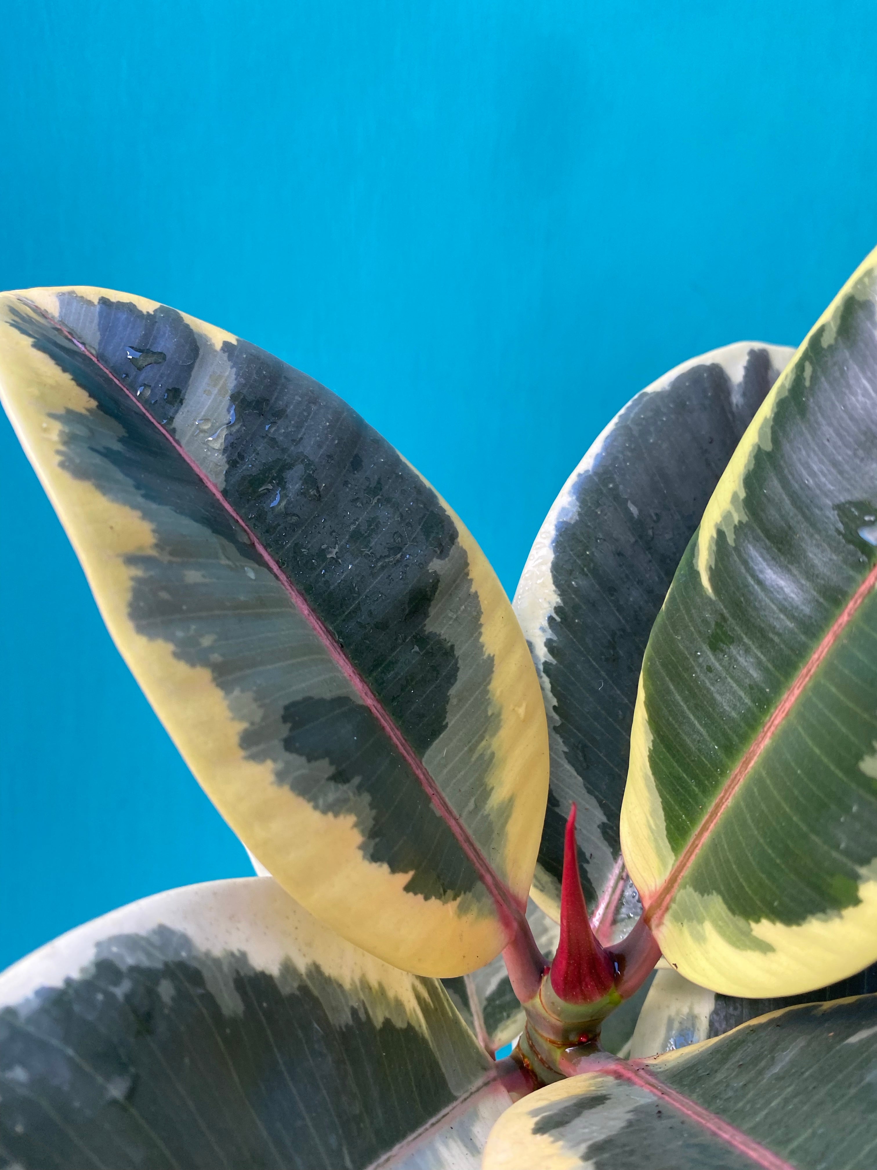 Ficus Tineke-4