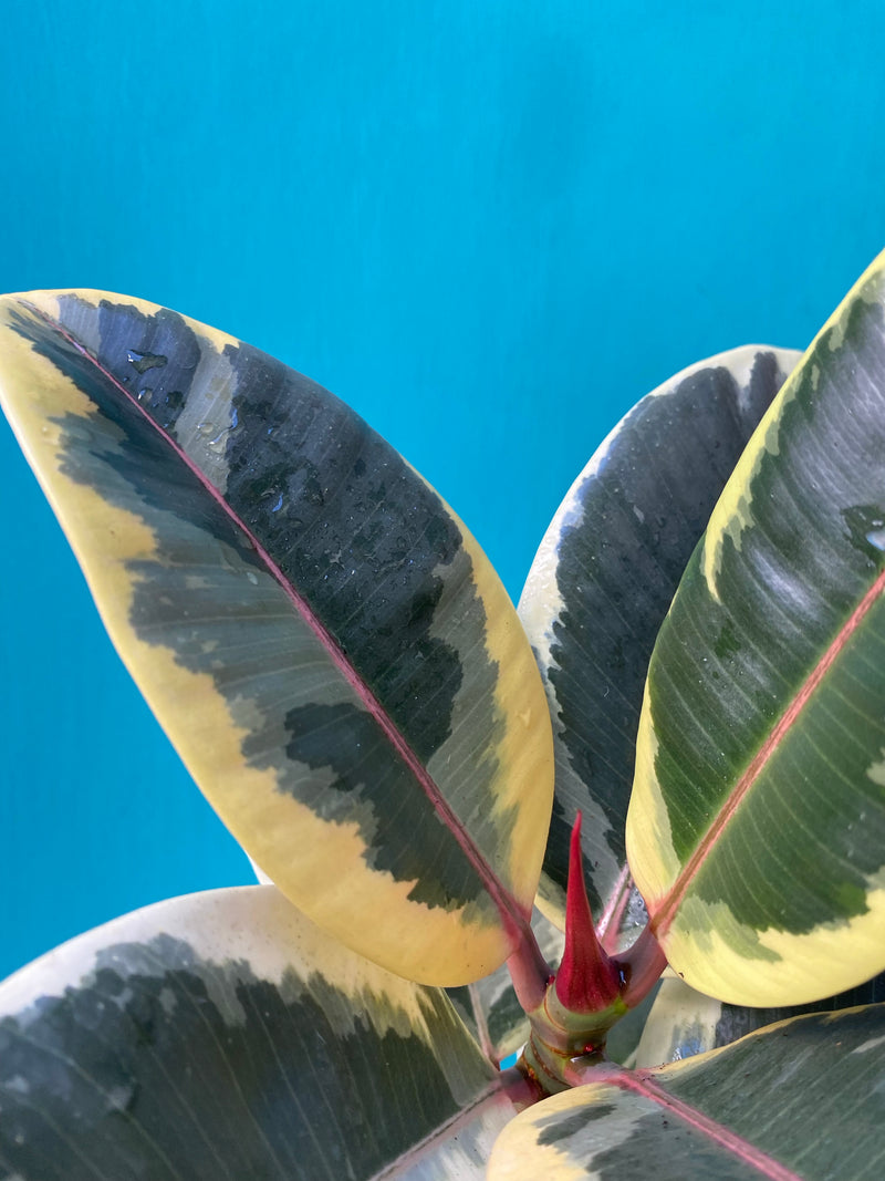 Ficus Tineke-4