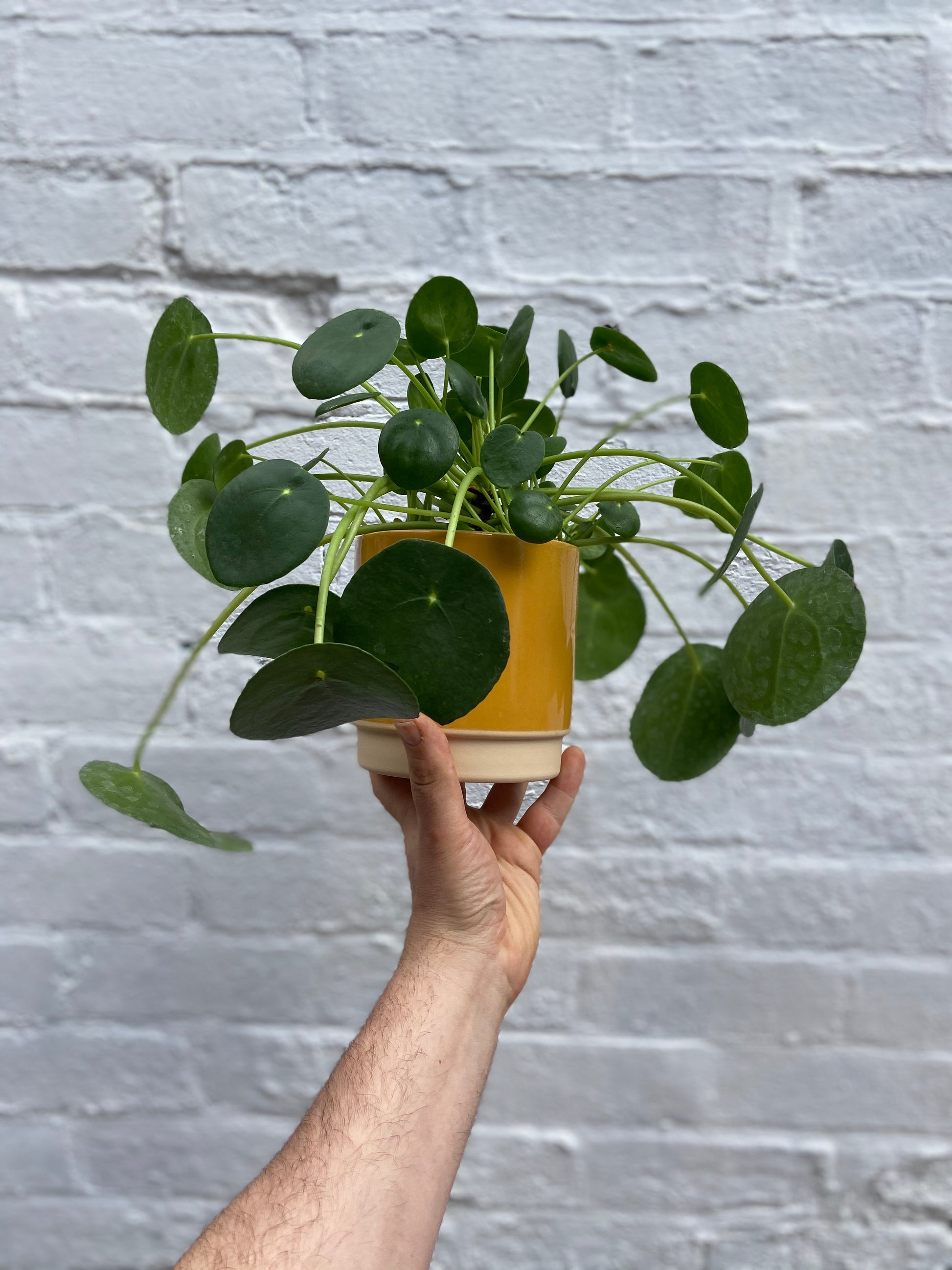 Eno Pots-10