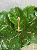 Fiddle Leaf Fig