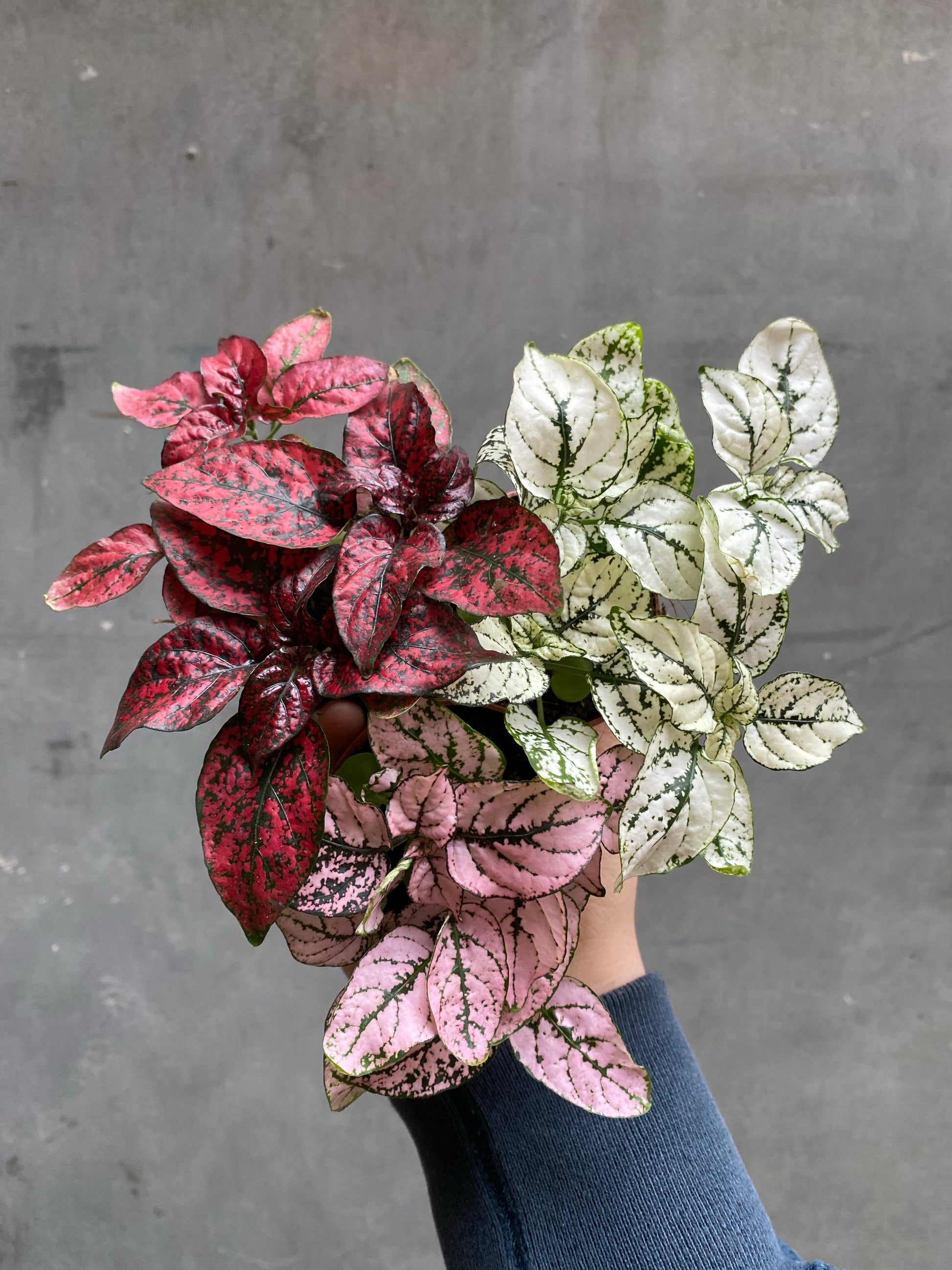 Polka Dot Plant-5