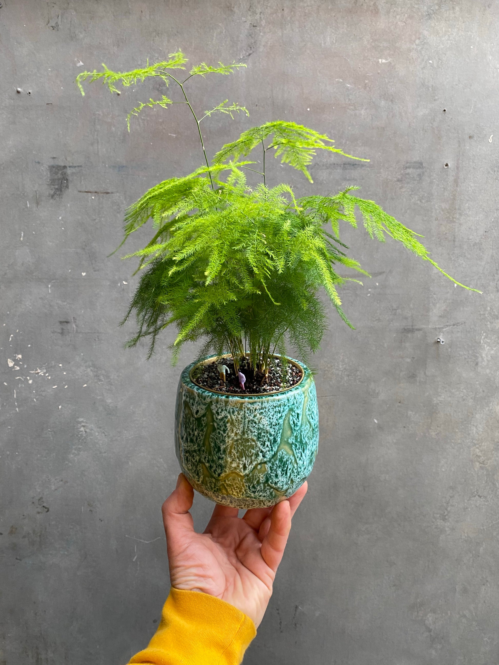 Asparagus Fern-5