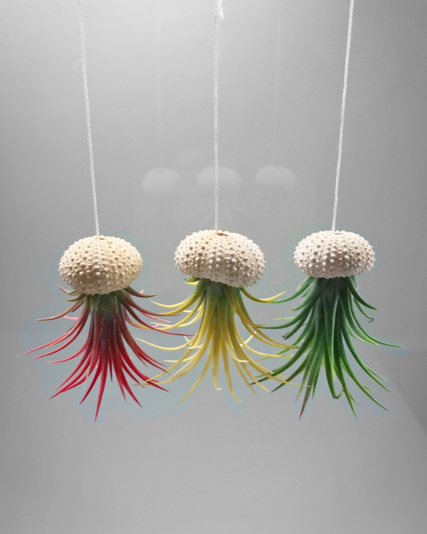 Air Plants (Tillandsia)-5