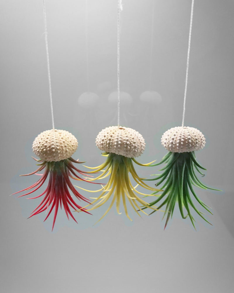 Air Plants (Tillandsia)-5