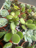 Diddy Succulents